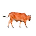 Isolated brown cow on the white background Royalty Free Stock Photo