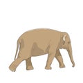 Isolated brown elephant animal character walking