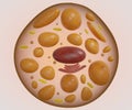 Isolated brown fat cell or brown adipocyte
