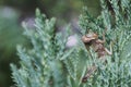 Isolated brown grasshopper tropical green bush in the garden