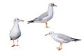 Isolated brown-headed seagulls on white Royalty Free Stock Photo