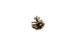 Isolated brown pine cone on white background Royalty Free Stock Photo