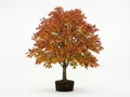Isolated Buckeye Tree Front View Royalty Free Stock Photo