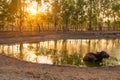 Isolated buffalo in a pond at sunset in the north east Thailand, Asia