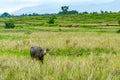 Isolated buffalo in a rice field - Bali, Indonesia Royalty Free Stock Photo