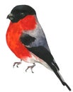 Isolated bullfinch. Traced vector watercolor.