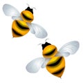 Isolated Bumble Bees Flying Royalty Free Stock Photo