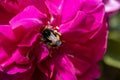 Bumblebee on a overblown pink rose