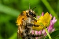 Isolated bumblebee specimen on Ranunculus acris flower, on natural background Royalty Free Stock Photo