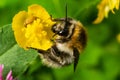 Isolated bumblebee specimen on Ranunculus acris flower, on natural background Royalty Free Stock Photo