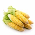 An isolated bunch of Corn on a white background