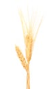 Isolated bunch of golden wheat ear Royalty Free Stock Photo