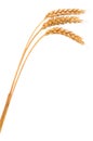 Isolated bunch of wheat