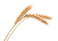 Isolated bunch of wheat