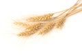 Isolated bunch of wheat