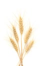 Isolated bunch of wheat