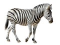 Isolated Burchell Zebra Royalty Free Stock Photo