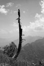 Isolated burned tree in the mountain in bianco e nero