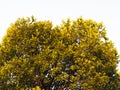 Isolated bush green leave tree outline on white background