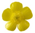 Isolated buttercup flower Royalty Free Stock Photo