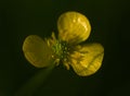 Isolated buttercup flower