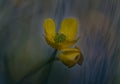 Isolated buttercup flower Royalty Free Stock Photo