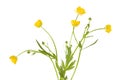 Isolated buttercup flowers Royalty Free Stock Photo