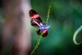 Isolated butterflies perched on a plant