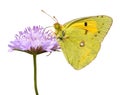 Isolated butterfly feeding on flower Royalty Free Stock Photo