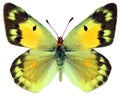 Isolated butterfly. Nice yellow butterflies Colias chrysotheme female Royalty Free Stock Photo