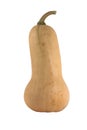 Isolated butternut squash on white Royalty Free Stock Photo