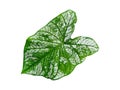 Isolated caladium leaf green and white color with clipping path on white background