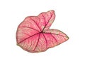 isolated caladium leaf pink green and red color with clipping path closeup texture of beautiful vivid and unique heart-shaped