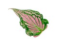 Isolated caladium leaf pink green and red color with clipping path on white background