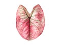 Isolated caladium leaf pink red and green color with clipping path on white background