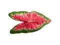 isolated caladium leaf red green and white color a closeup texture of beautiful vivid and unique long shape leaf