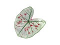 isolated caladium leaf white color with red dots and green line by closeup texture with clipping path on white background