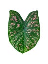 Isolated caladium multicolor leaf green color and pink dot with clipping path