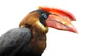 Isolated calao Rufous hornbill Royalty Free Stock Photo