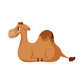 Isolated camel Belen vector illustration