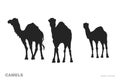 Isolated camel silhouettes. Desert animals drawing. Black trevel scene. African wildlife print