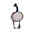 Isolated Canada geese icon, vector isolated illustration. Standing bird.