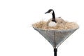 Isolated Canada Goose Royalty Free Stock Photo