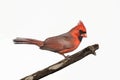 Isolated Cardinal On A Stump Royalty Free Stock Photo