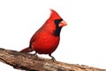 Isolated Cardinal On A Stump Royalty Free Stock Photo