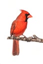 Isolated Cardinal On A Stump Royalty Free Stock Photo