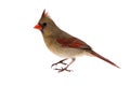 Isolated Cardinal On White Royalty Free Stock Photo