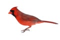 Isolated Cardinal On White Royalty Free Stock Photo