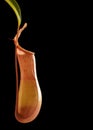 Isolated carnivorous plant (black background)