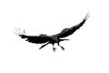 Isolated carrion crow in flight with fully open wings Royalty Free Stock Photo